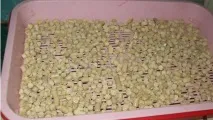 Чи можна змивати котячий наповнювач в унітаз відео-інструкція на вибір своїми руками, особливості наповнювач