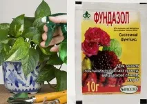 Борошниста роса на кабачках роса