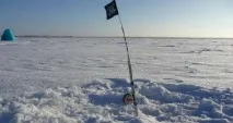 урал сугояк