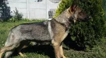 Німецька вівчарка робочого розведення робочого