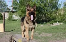 Німецька вівчарка робочого розведення розведення