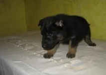 Німецька вівчарка робочого розведення вівчарка