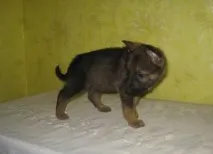 Німецька вівчарка робочого розведення вівчарка