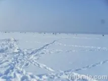 сугояк сугояк