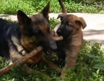 Німецька вівчарка робочого розведення німецька