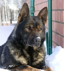Німецька вівчарка робочого розведення робочого