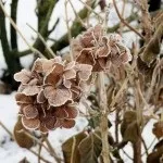 хортензии подрязване
