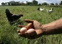 Органічне фермерське господарство в Білорусі як розпочати та залишитися з прибутком господарство