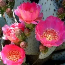 opuntia лечебни