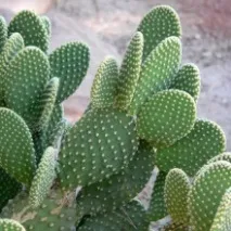 опунция opuntia