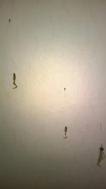 хващане костурите