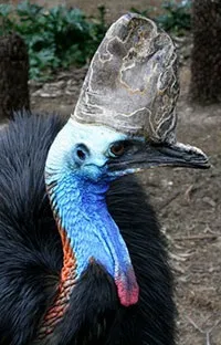 casuariiformes