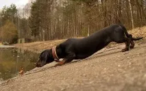 доста голям дакели