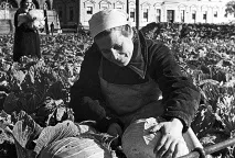 овочеві