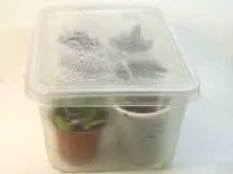 къщата градината