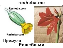 Каква структурата параграф