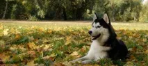 кучета домашни любимци