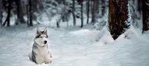 ловни кучета
