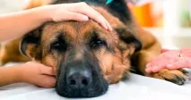 Піроплазмоз у собак – причини, симптоми, лікування собак