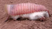 армадило pink