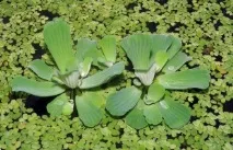 Pistia Stratiotes,Оформлення акваріума оформлення