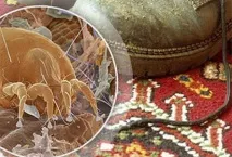 Пилові кліщі яку шкоду вони можуть завдати здоров’ю людини можуть