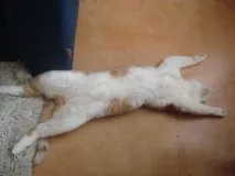 Чому люди люблять читати чужі листи читати