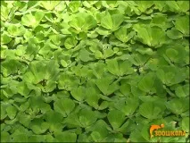 Пістія, водний салат (Pistia stratiotes) піст, поширення зовнішній вигляд листя забарвлення квітка пістія