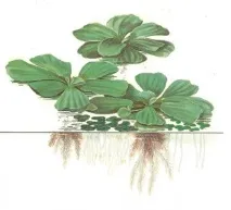Pistia Stratiotes,Оформлення акваріума pistia