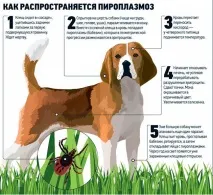 Піроплазмоз у собак – причини, симптоми, лікування причини