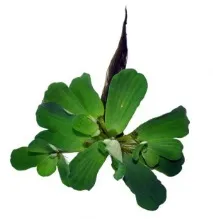 Pistia Stratiotes,Оформлення акваріума оформлення