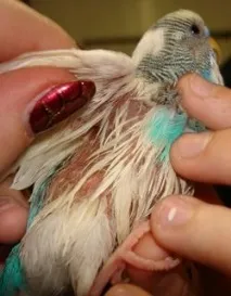 Чому у папуги випадають пір’я линяння