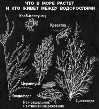 земята моретата