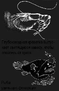 крайбрежното момиче около