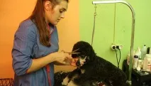 отрежеш дракон