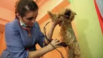 дракон отрежеш