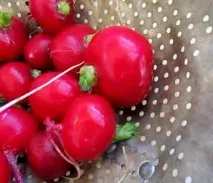 Чи корисна редиска при вагітності редис