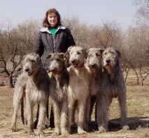 Ирландски вълкодави