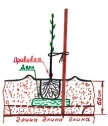 ябълкови дървета