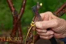 през дървета