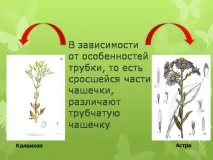Презентація на тему - Будова оцвітини - з Біології для 5 класу будова