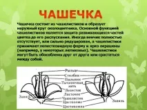Презентація на тему - Будова оцвітини - з Біології для 5 класу будова