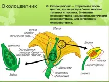 Презентація на тему - Будова оцвітини - з Біології для 5 класу будова