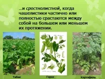 Презентація на тему - Будова оцвітини - з Біології для 5 класу презентація