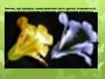 Презентація на тему - Будова оцвітини - з Біології для 5 класу будова