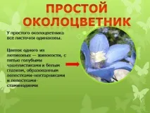 Презентація на тему - Будова оцвітини - з Біології для 5 класу будова