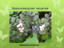 Презентація на тему - Будова оцвітини - з Біології для 5 класу тему