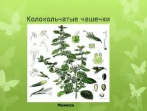 Презентація на тему - Будова оцвітини - з Біології для 5 класу презентація