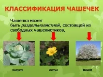 Презентація на тему - Будова оцвітини - з Біології для 5 класу презентація