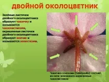 Презентація на тему - Будова оцвітини - з Біології для 5 класу тему